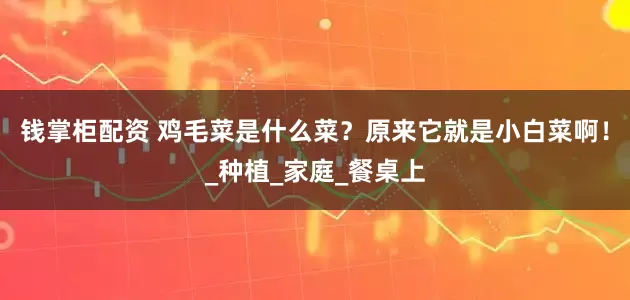 钱掌柜配资 鸡毛菜是什么菜？原来它就是小白菜啊！_种植_家庭_餐桌上