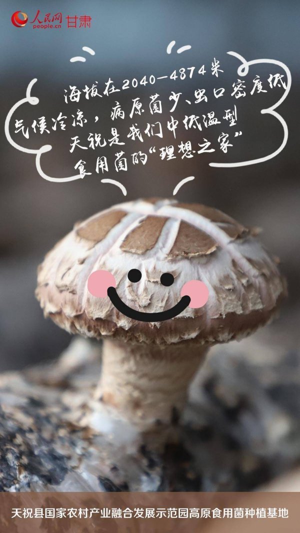 聚宝盆配资 行进中国｜祁连山下，高原“菇”勇者致富有“蘑”力