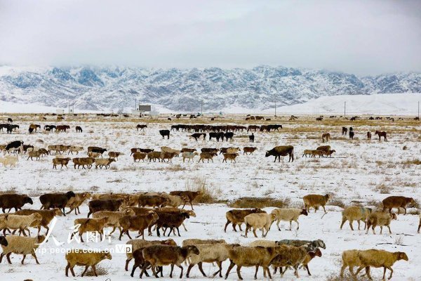 牛策略 新疆哈密：秋日草原披银装